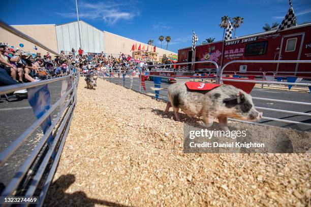 1,178 Pig Racing Stock Photos, High-Res Pictures, and Images - Getty Images
