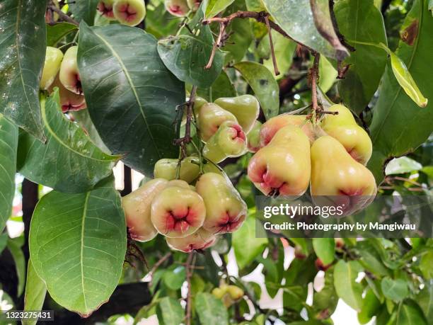 water apple fruit asian favorite - water apples stock pictures, royalty-free photos & images
