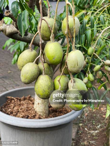 June Rows Tree 87 June Plum Tree Stock Photos, High-Res Pictures, and Images - Getty ...