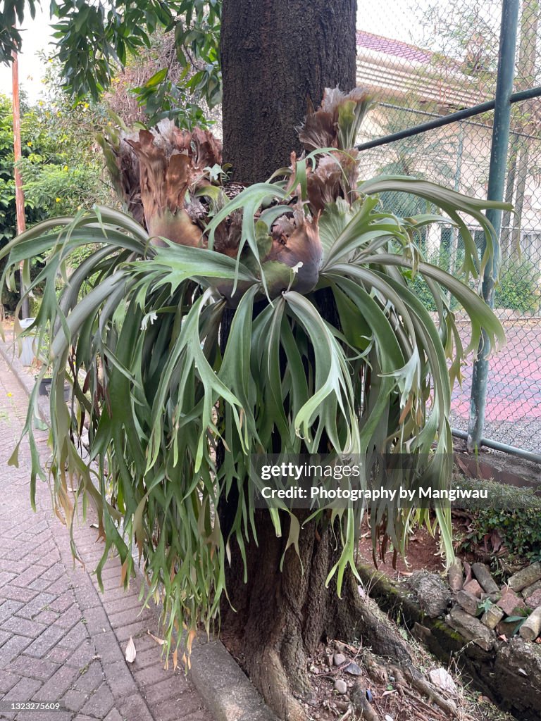Elkhorn Platycerium