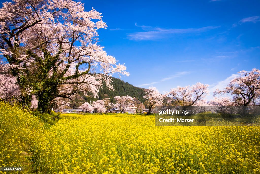 Cherry blossoms and canola flowers in full bloom