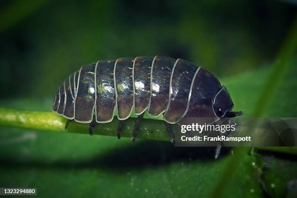 armadillidium vulgare píldora común woodlouse - potato bug fotografías e imágenes de stock