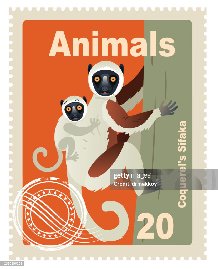 Coquerel's sifaka