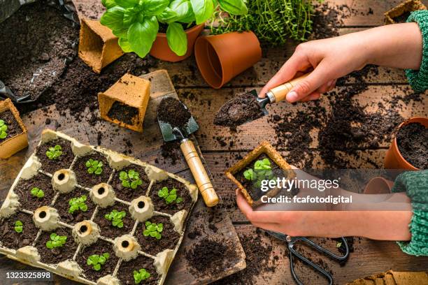 小さな植物を植える小さな女の子の手のクローズアップ - seed ストックフォトと画像