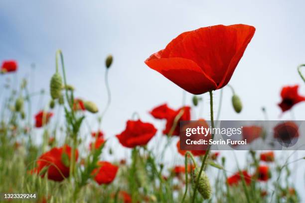 red poppy flowers - poppies stockfoto's en -beelden