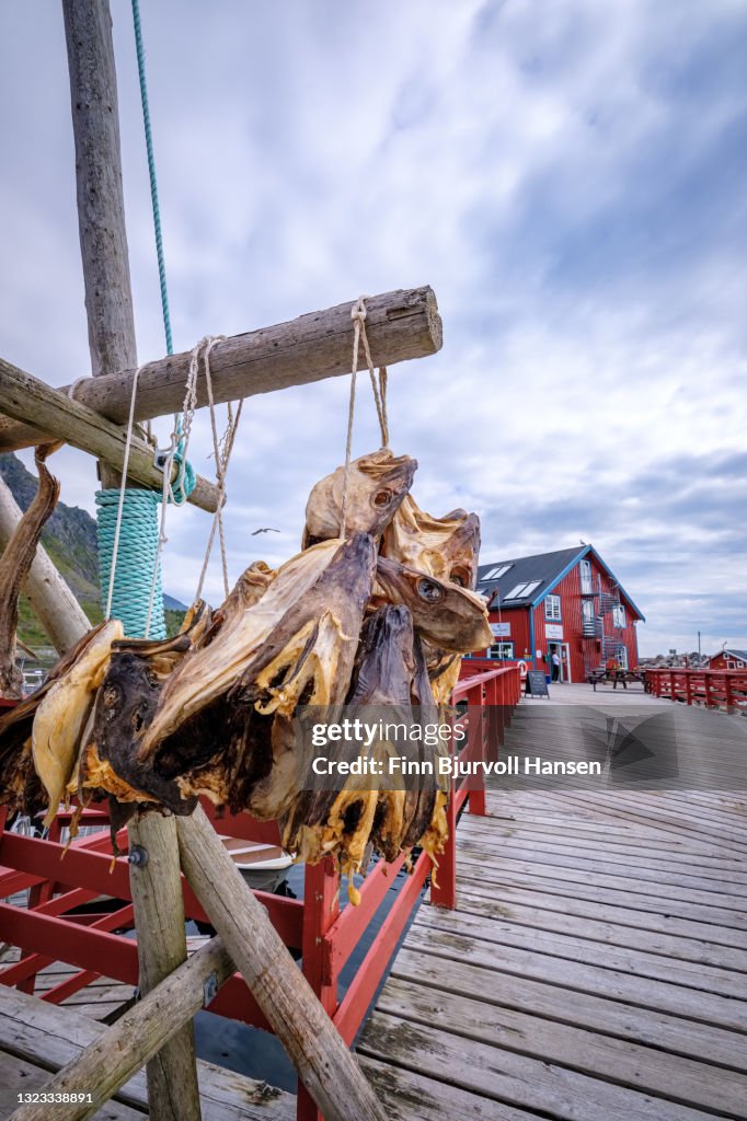 Heads of dryed Cod fish hanging in a rope