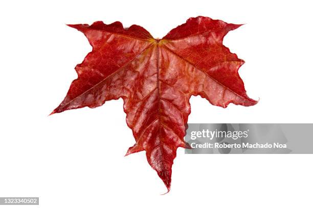 fresh red maple leaf against a white background - arce rojo fotografías e imágenes de stock
