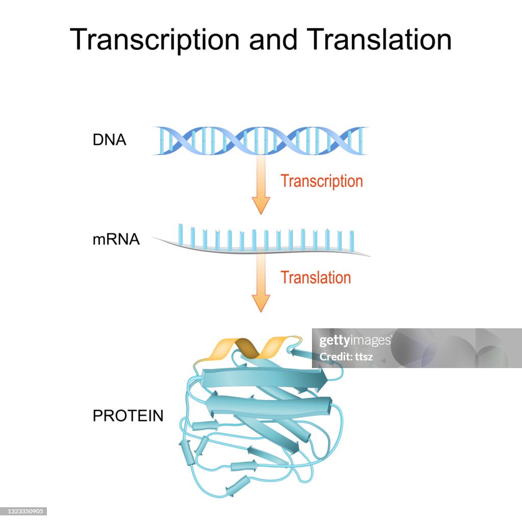 DNA, RNA, mRNA and Protein synthesis. Difference between Transcription and Translation.