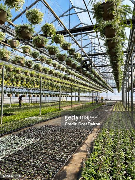 inside greenhouse, ontario, canada - niagara on the lake stock pictures, royalty-free photos & images