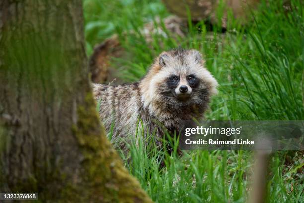 raccoon dog, nyctereutes procyonoides - tanuki stock pictures, royalty-free photos & images