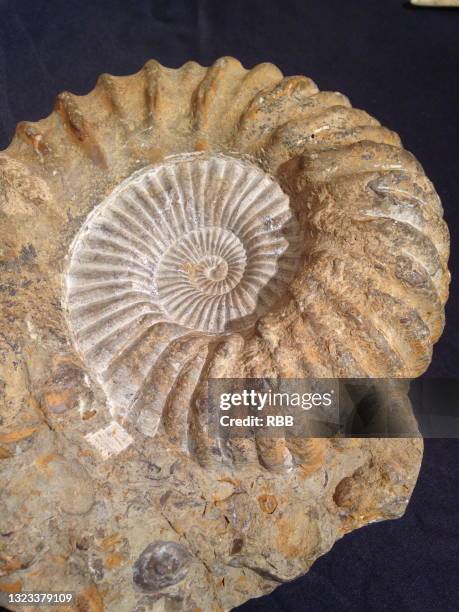 fossil - fossil stock pictures, royalty-free photos & images