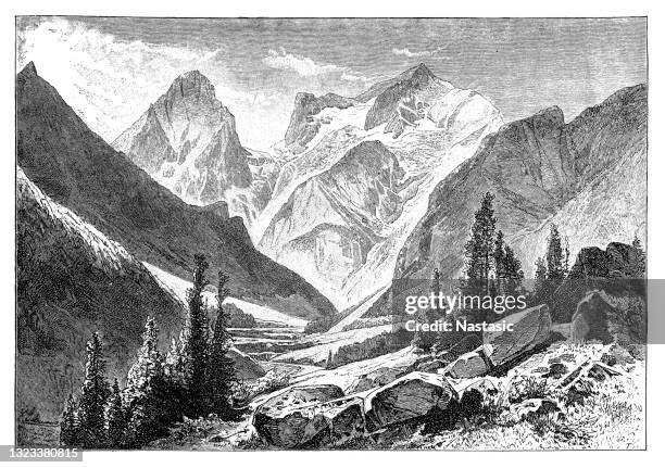 polsterluck'n hinterstoder - tall grass field stock illustrations