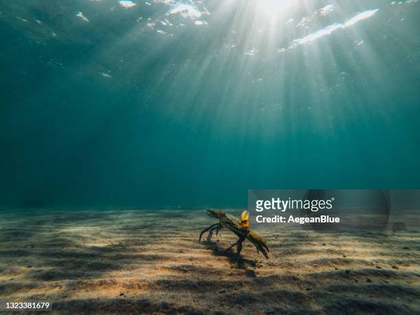 blue crab in the depths of the sea - bottom stock pictures, royalty-free photos & images