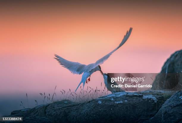 arctic tern in iceland - キョクアジサシ ストックフォトと画像