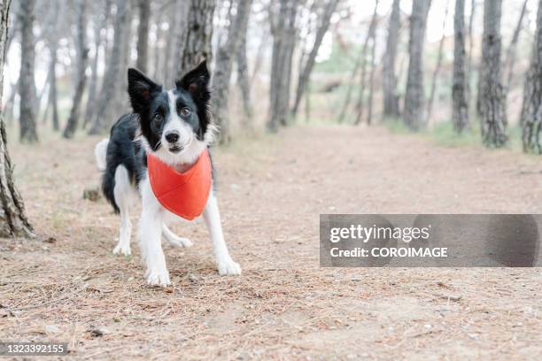 portrait of a collie dog standing looking near camera in the woodland - bandana stock pictures, royalty-free photos & images