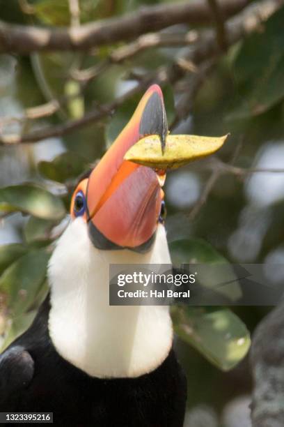 toco toucan eating close-up - pantanal feuchtgebiet stock-fotos und bilder