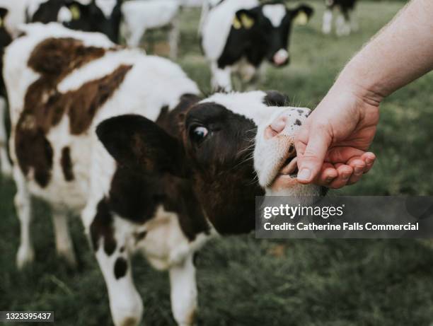 calf reaches out to suck on a human hand - hand uitsteken stockfoto's en -beelden