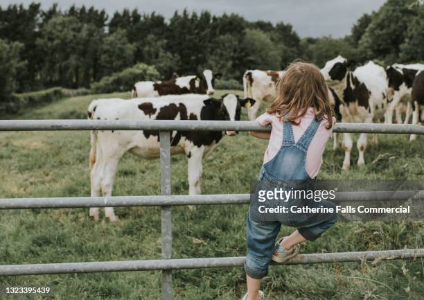 little girl stands on a metal gate and looks at calves - cow stock-fotos und bilder