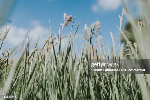 low angle view of tall, thick grass - long grass stock pictures, royalty-free photos & images