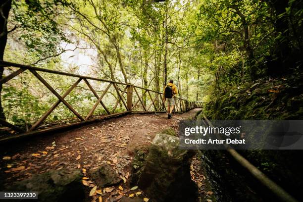 hiker with yellow coat walking in the deep forest of the palma island. paseando por los bosques verdes de la isla de la palma. - la palma canarische eilanden stockfoto's en -beelden