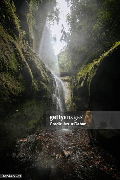 hiker with yellow coat wet under waterfall in the rainforest of la palma island. excursionista contemplando mojado debajo de la cascada de los tilos en la palma de las canarias. - mojado stock-fotos und bilder