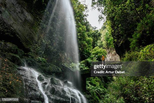 hiker with yellow coat under waterfall in the rainforest of la palma island. excursionista contemplando debajo de la cascada de los tilos en la palma de las canarias. - la palma canarische eilanden stockfoto's en -beelden