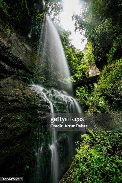 hiker with yellow coat under waterfall in the rainforest of la palma island. excursionista contemplando mojado debajo de la cascada de los tilos en la palma de las canarias. - mojado stock-fotos und bilder