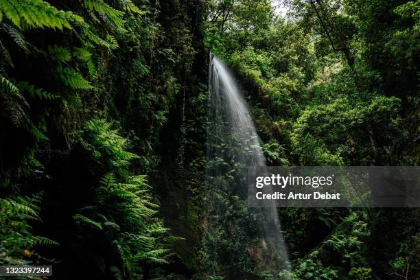 hiker with yellow coat under waterfall in the rainforest of la palma island. excursionista contemplando debajo de la cascada de los tilos en la palma de las canarias. - debajo de 個照片及圖片檔