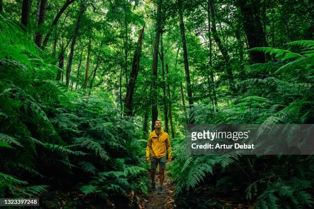 hiker with yellow coat walking in the deep forest of the palma island. paseando por los bosques verdes de laurisilva de la isla de la palma. - foresta foto e immagini stock