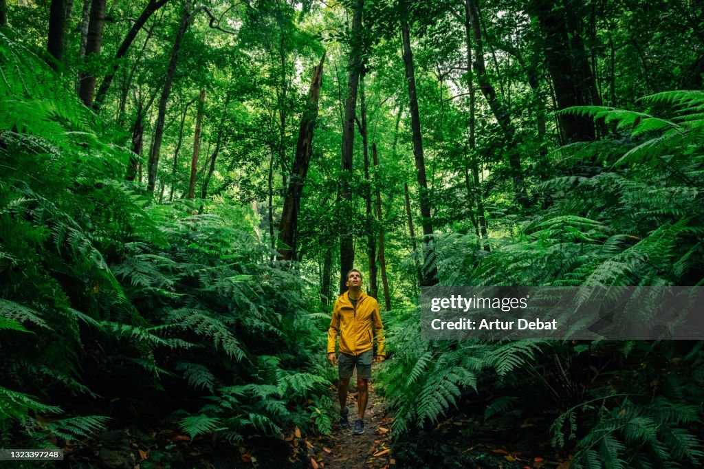Hiker with yellow coat walking in the deep forest of the Palma island. Paseando por los bosques verdes de Laurisilva de la isla de La Palma.