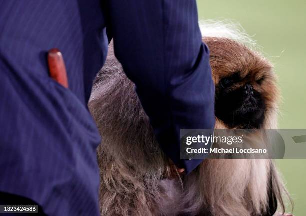 Wasabi the Pekingese competes in Best in Show at the 145th Annual Westminster Kennel Club Dog Show on June 13, 2021 in Tarrytown, New York....