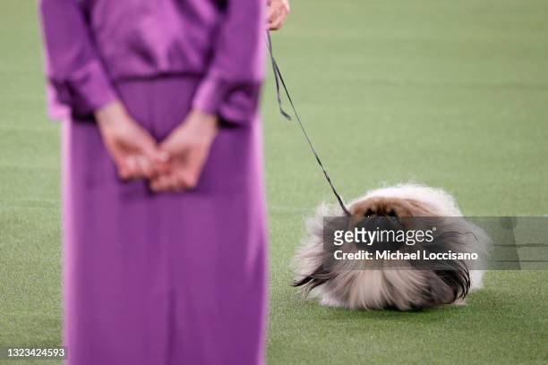 Wasabi the Pekingese competes in Best in Show at the 145th Annual Westminster Kennel Club Dog Show on June 13, 2021 in Tarrytown, New York....