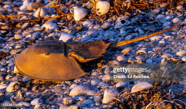 horseshoe crab (limulus polyphemus) a primitive arthropod - cephalothorax stock pictures, royalty-free photos & images