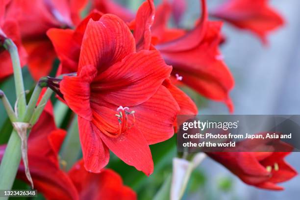 amaryllis flower / hippeastrum - amaryllis fotografías e imágenes de stock