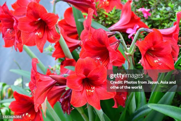 amaryllis flower / hippeastrum - amaryllis stock-fotos und bilder