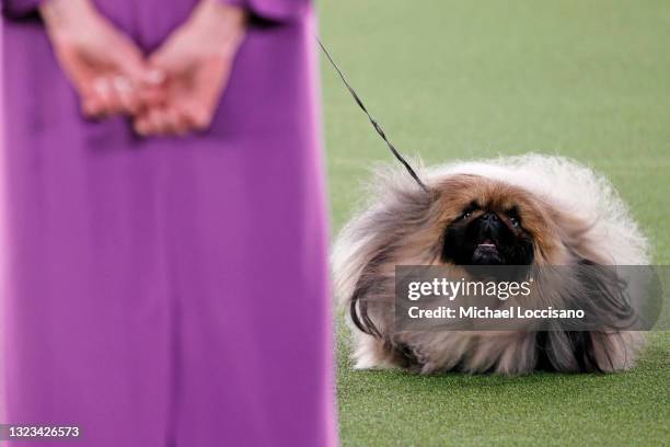 Wasabi the Pekingese competes in Best in Show at the 145th Annual Westminster Kennel Club Dog Show on June 13, 2021 in Tarrytown, New York....