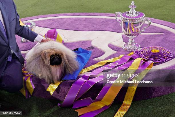 Wasabi the Pekingese sits in the winners circle after winning Best in Show at the 145th Annual Westminster Kennel Club Dog Show on June 13, 2021 in...