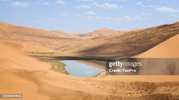 oasis in the desert - fan palm tree stock-fotos und bilder