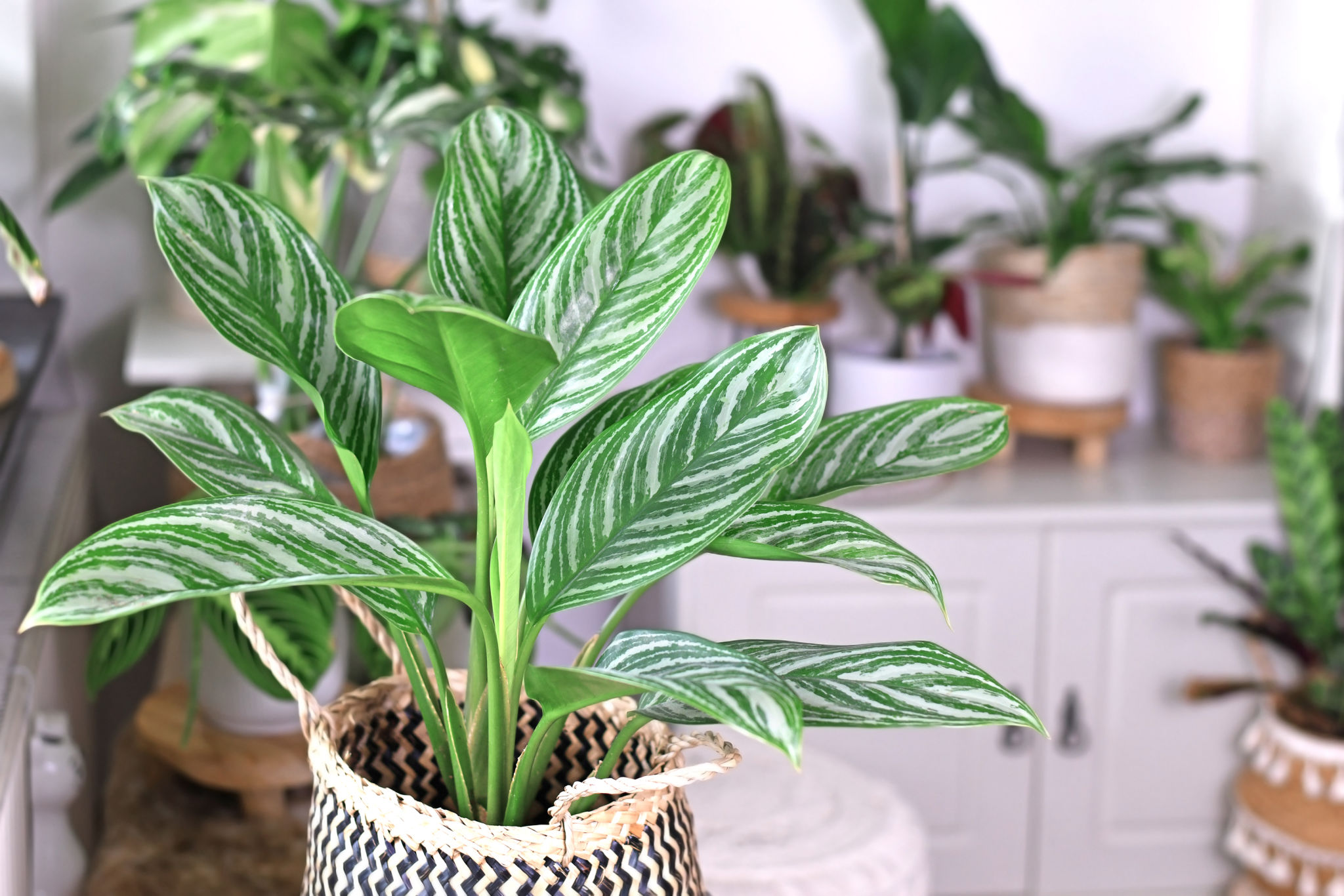 subtropical plants