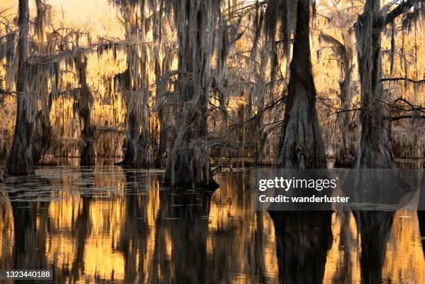 goldener sumpf mit zypressen - bayou stock-fotos und bilder