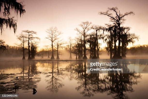 gorgeous lake caddo swamp - pântano imagens e fotografias de stock