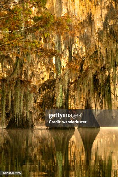 golden fog at lake martin - lafayette luisiana imagens e fotografias de stock