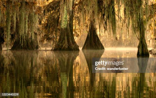 niebla dorada en el lago martin - louisiana fotografías e imágenes de stock