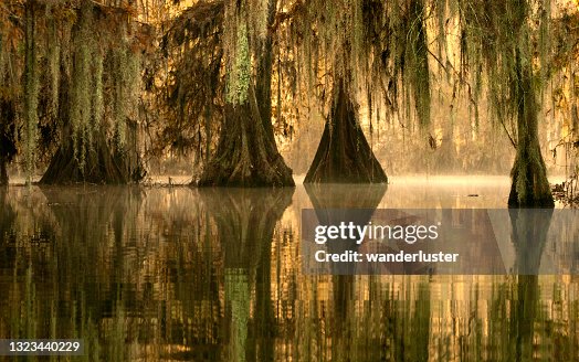 Golden fog at Lake Martin