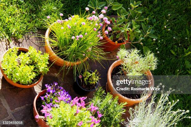 overhead view of back garden with flower pots - strohblume stock-fotos und bilder