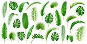 Tropical branches and leaves large collection. Isolated set of leafage of palms and palmetto, banana and monstera, jungles and foliage decor, vegetation of jungles. Realistic 3d cartoon vector
