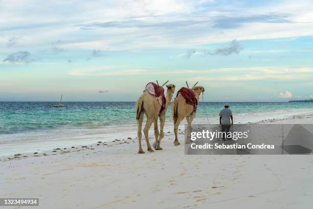 native african man, his camels and diani beach seascape, kenya - mombasa stock pictures, royalty-free photos & images