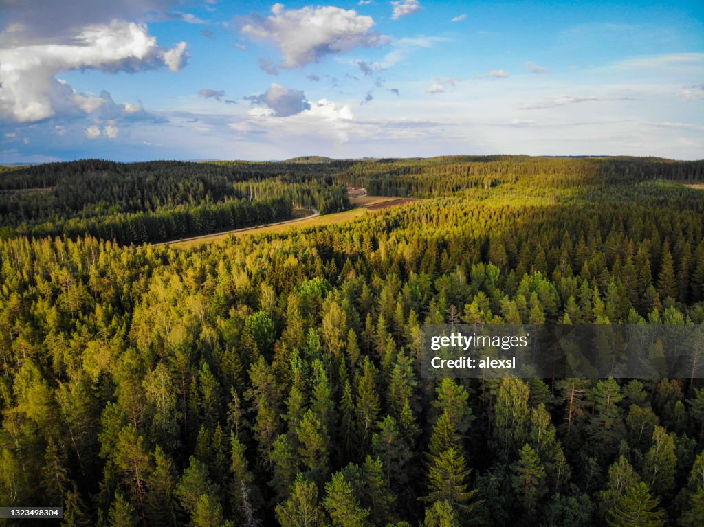 Finland nature forest wilderness road arial view