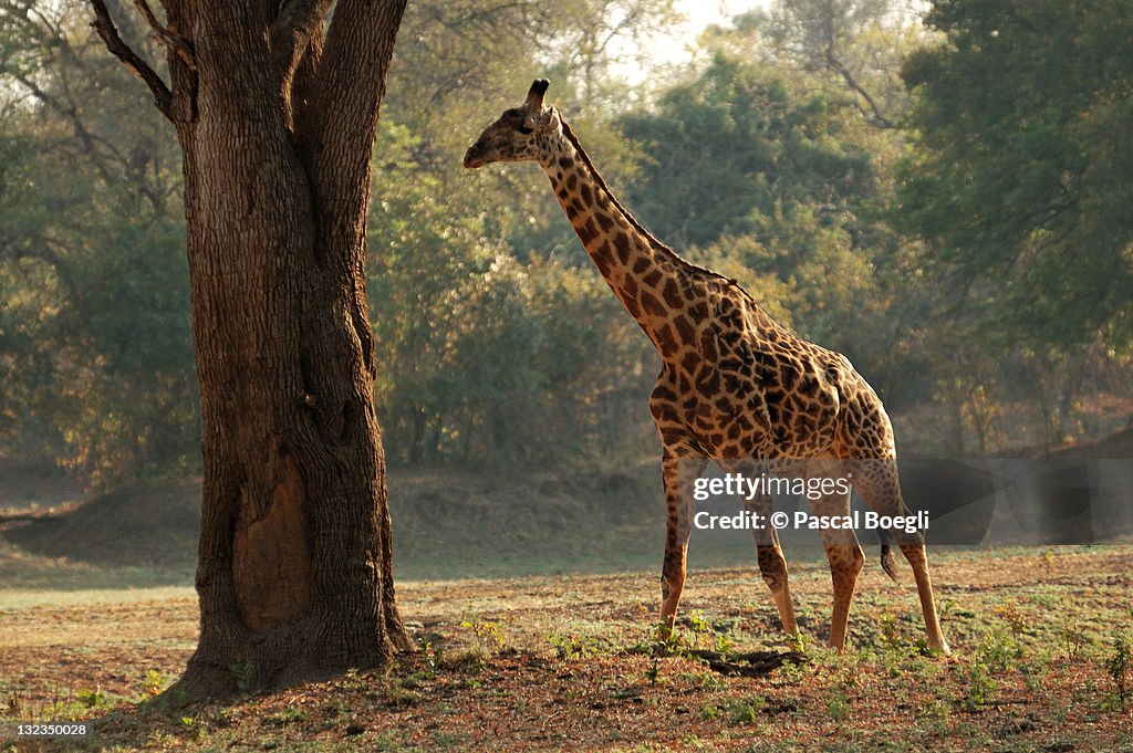 Giraffe in morning