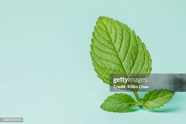 mint leaves against green background - mint green photos et images de collection